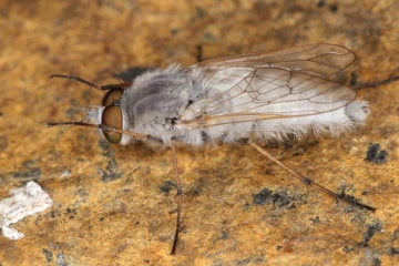 Acrosathe annulata male Copyright: P.R. Harvey