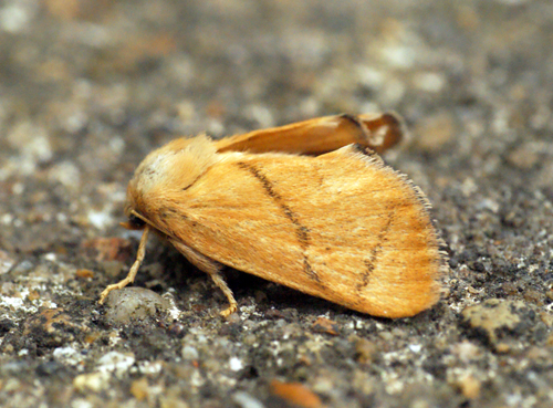 Festoon (Female) Copyright: Ben Sale