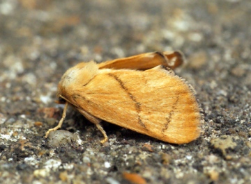 Festoon (Female) Copyright: Ben Sale