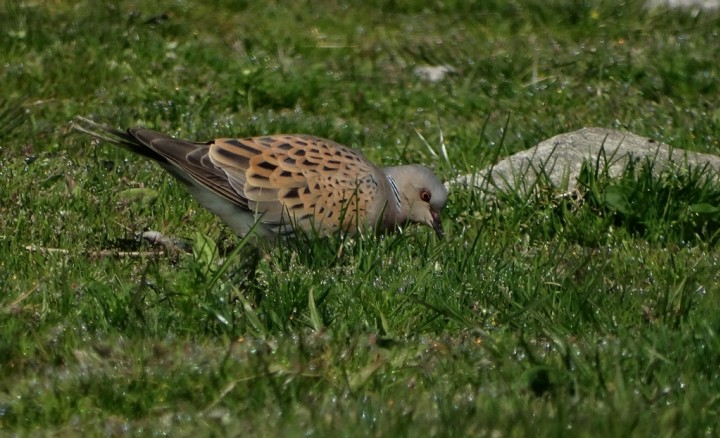 Turtle Dove Copyright: Chris Gibson