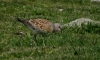 Turtle Dove 