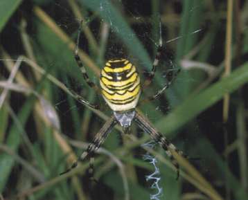 Argiope bruennichi horiz