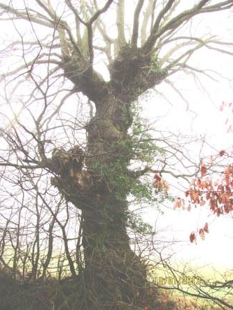 English Oak 'giraffe' pollard Copyright: Graham Smith