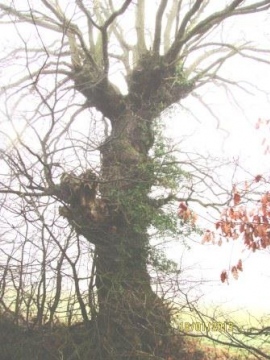 English Oak 'giraffe' pollard Copyright: Graham Smith