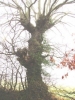 English Oak 'giraffe' pollard 