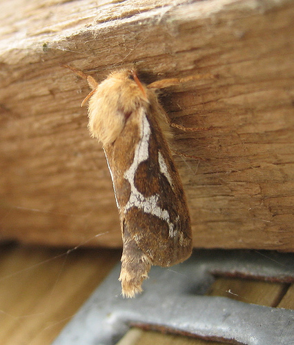 Common Swift 2 Copyright: Stephen Rolls