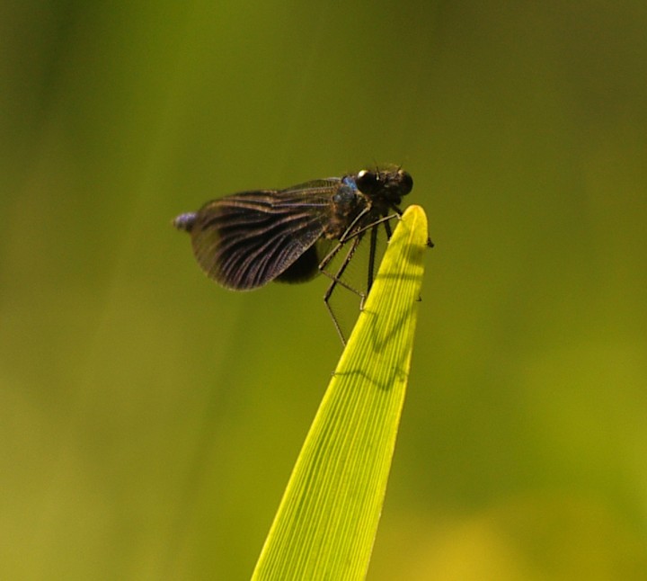 Banded Demoiselle - 19th June 2013 Copyright: Ian Rowing