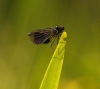 Banded Demoiselle - 19th June 2013