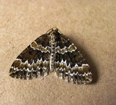 Broken-barred Carpet on 06.05.2011 Copyright: Graham Smith