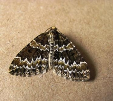 Broken-barred Carpet on 06.05.2011 Copyright: Graham Smith