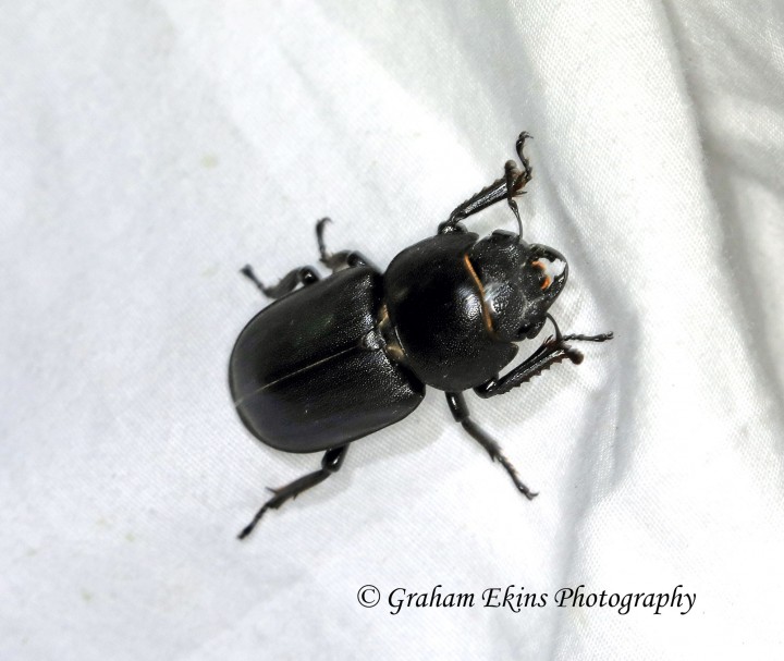 Dorcus parallelipipedus (lesser Stag Beetle) Copyright: Graham Ekins