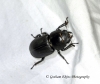Dorcus parallelipipedus (lesser Stag Beetle) 