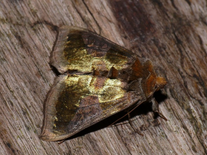 Burnished Brass 3 Copyright: Peter Furze