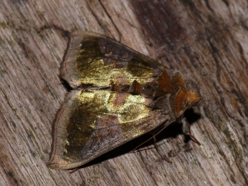 Burnished Brass 3 Copyright: Peter Furze