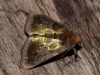 Burnished Brass 3 Copyright: Peter Furze