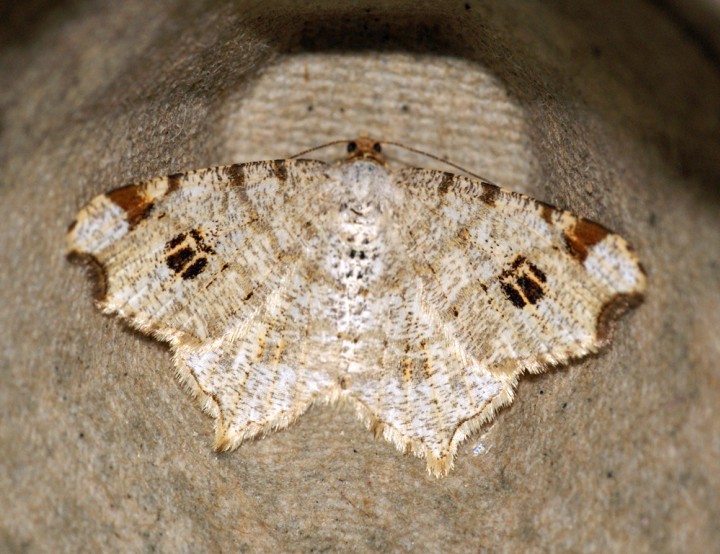 Peacock Moth 2 Copyright: Ben Sale