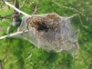 Brown-tailed Moth caterpillars.  