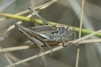 Grey Bush-cricket 