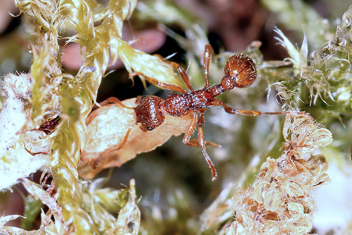 Myrmica ruginodis (8 May 2011) Copyright: Leslie Butler