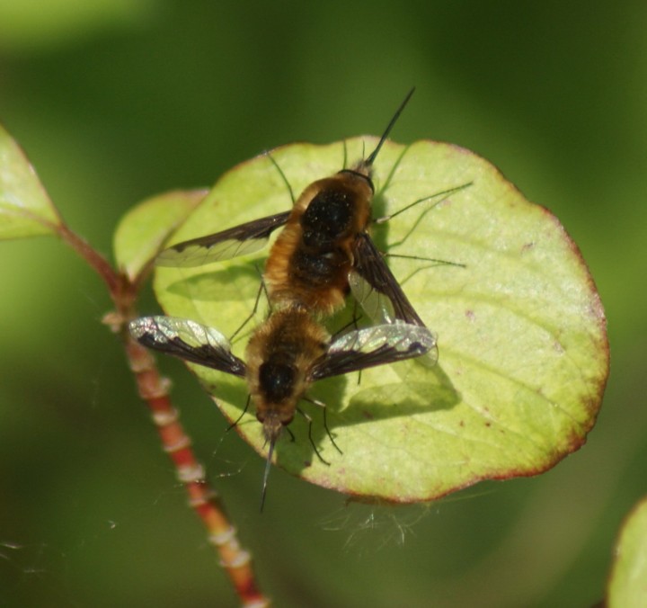 mating pair Copyright: Robert Smith