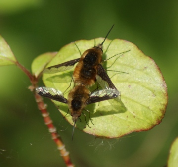 mating pair Copyright: Robert Smith