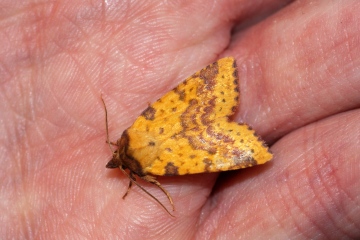 Pink-barred Sallow 3 Copyright: Ben Sale