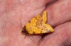 Pink-barred Sallow 3 Copyright: Ben Sale