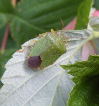 Palomena Prasina -2 Copyright: martyn Everett