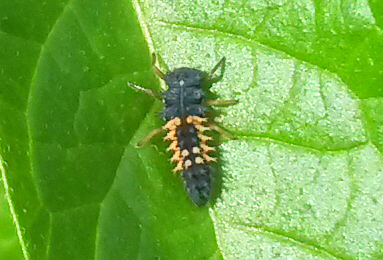 Harlequin Ladybird Larva Copyright: Mike Aiken