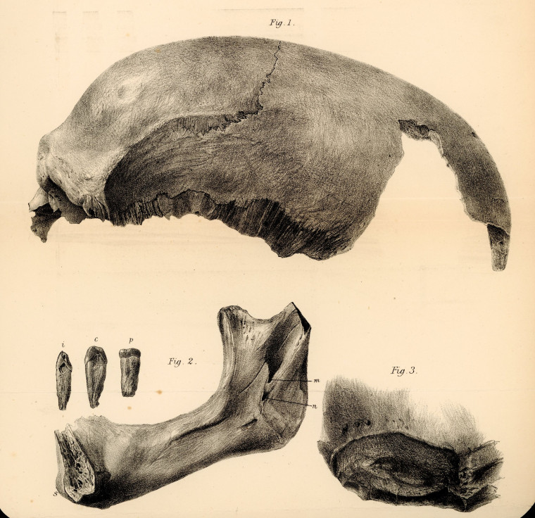 Tilbury Man Skull and Jaw Owen 1884 Copyright: Richard Owen Antiquity of Man 1884