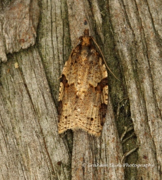 Clepsis spectrana   Cyclamen Tortrix Copyright: Graham Ekins