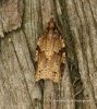 Clepsis spectrana   Cyclamen Tortrix