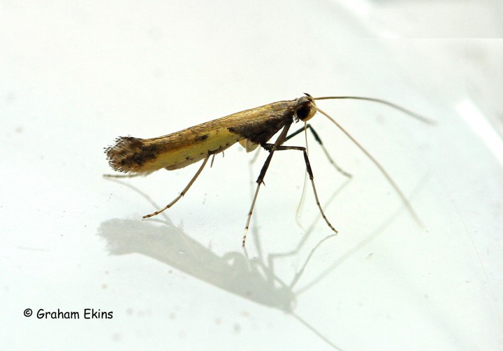 Caloptilia azaleella Copyright: Graham Ekins