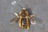 European Wool Carder Bee 2