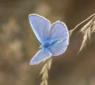 Common Blue (male) Copyright: Robert Smith