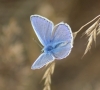Common Blue (male) 