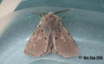 Muslin Moth Copyright: Ben Sale