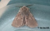 Muslin Moth 