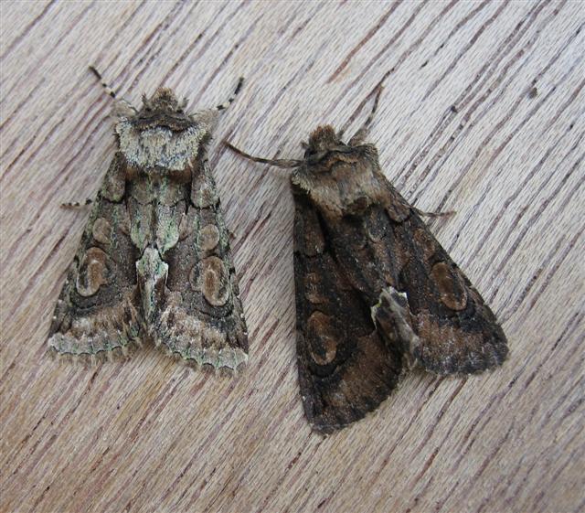 Green Brindled Crescent Copyright: Stephen Rolls