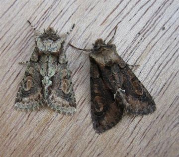 Green Brindled Crescent Copyright: Stephen Rolls