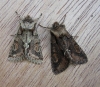 Green Brindled Crescent