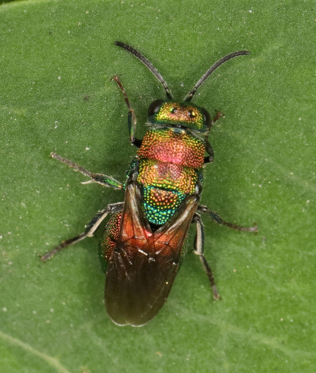Hedychrum rutilans Copyright: Peter Harvey
