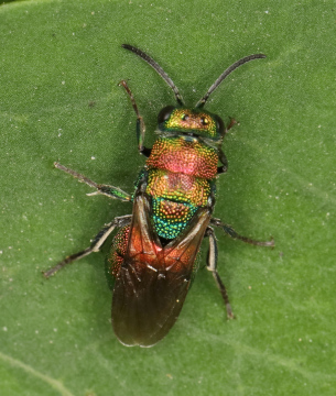 Hedychrum rutilans Copyright: Peter Harvey