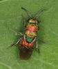 Hedychrum rutilans