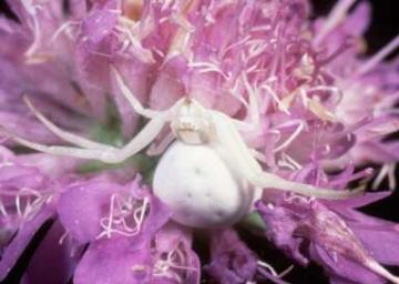 Misumena vatia-white form Copyright: Peter Harvey