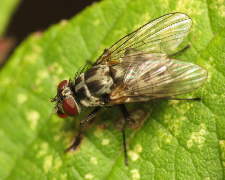 Limnophora tigrina female 20150828-3619 Copyright: Phil Collins