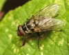 Limnophora tigrina female 20150828-3619