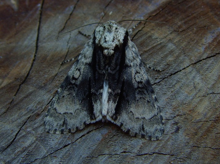 alder moth bcp Copyright: 