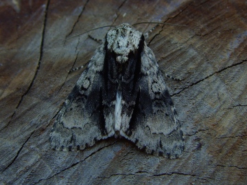 alder moth bcp Copyright: 