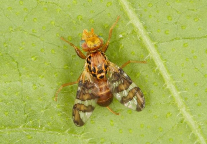 Goniglossum wiedemanni male 2 Copyright: Peter Harvey